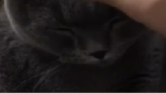 鹿晗 - 鹿Boss家的Cat大人 猫生赢家