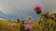 音乐短片 - 天堂