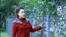 露水 卡拉OK版