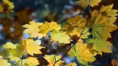 音乐短片 - 逝去的诺言