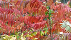 音乐短片 - Autumn leaf color, New England fall foliage, Mehdi Falling Leaves