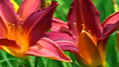 音乐短片 - Просто красота цветов