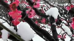 音乐短片 - 梅花三弄(古琴)