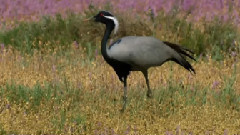 音乐短片 - Walking in the Wind