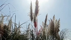 音乐短片 - 平沙落雁(古琴)