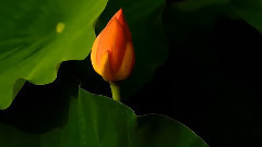 音乐短片 - 流水莲花