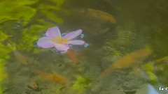 音乐短片 - Fernando