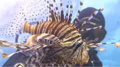 音乐短片 - IN OMNIA PARATUS FOR THE SHARKS