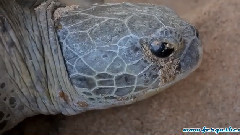 音乐短片 - Oman-Wild Coast