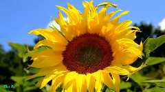 音乐短片 - Floating Feather