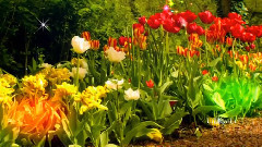 音乐短片 - Concerto Pour Une Voix