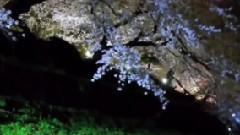 音乐短片 - Enchanted Garden