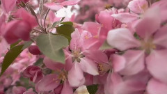 音乐短片 - In The Garden Of The Venus