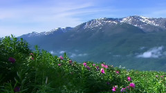 音乐短片 - 把你带回我的草原