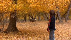 群星 - Autumn Leaves Acoustic (Cover)