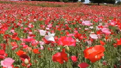 音乐短片 - 爱你一万年