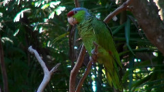音乐短片 - Love Of The Rain Forest