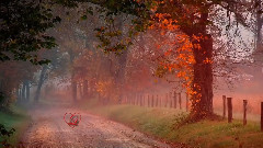 音乐短片 - You Walked Alone