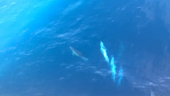 音乐短片 - 海豚,美丽的领航