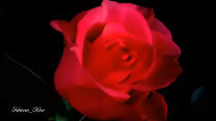 音乐短片 - 梦中的婚礼