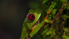 音乐短片 - Costa Rica