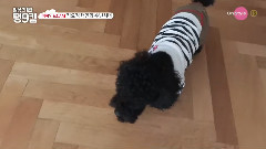 太妍(少女时代),少女时代 - OnStyle DailyTaeng9cam EP10 Preview Cut
