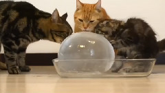 音乐短片 - Котики и ледяной шар