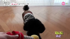 太妍(少女时代),韩国综艺,少女时代 - OnStyle DailyTaeng9cam EP10