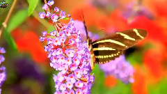 音乐短片 - Chic Butterflies