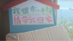 张钧甯,影视原声 - 电影<我的男友和狗>先行版预告片2