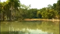 音乐短片 - 竹林深处