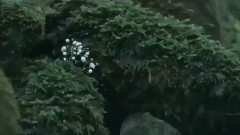 音乐短片 - In Memory