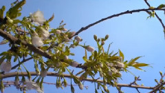 音乐短片 - Renaissance soul