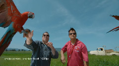 音乐短片 - 慢镜头下的鹦鹉