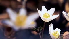 音乐短片 - Spring