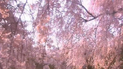 音乐短片 - Здравствуй Весна