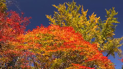 风景,音乐短片 - 紅叶