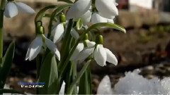 音乐短片 - 春天的华尔兹