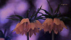 音乐短片 - 野花