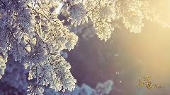 音乐短片 - 梦中的婚礼