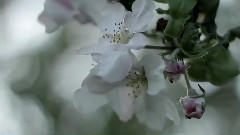 音乐短片 - Spring breath ... Music of the soul