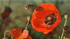 音乐短片 - En Un Suspiro (Version Chantee)