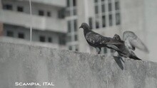 Gomorra