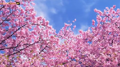 风景 - Cherry Blossoms In Kawazu Izu