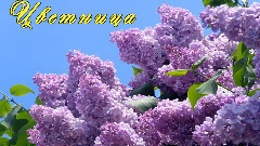 音乐短片 - Цветница с Красотата на Цветята !Честит Празник