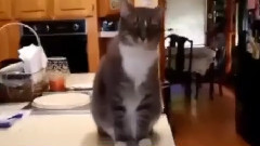音乐短片 - Кот всегда здоровается с хозяйкой