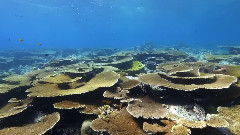 音乐短片 - 水下世界