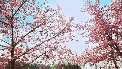 音乐短片 - 暗香