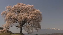 音乐短片 - 独角戏