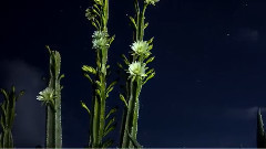 音乐短片 - 弦月